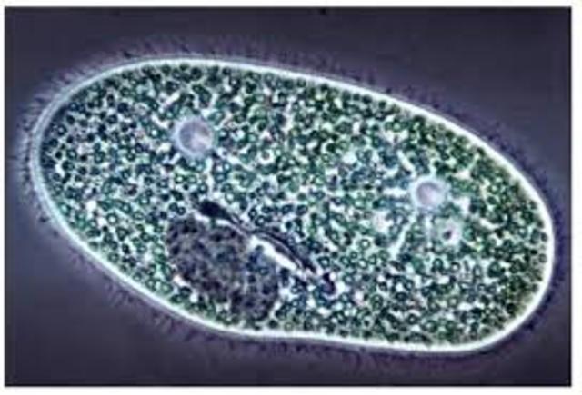 descripción correcta del primer protozoo reconocido como parásito