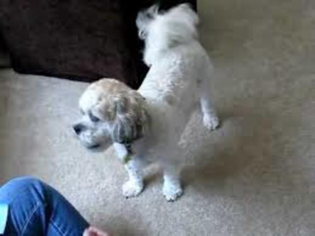 Obtuve un perro. Se llama Harley.