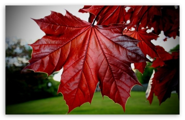 Why is the maple leaf in the middle of the Canadian flag
