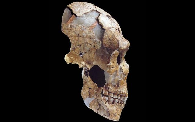 Ανακαλύπτονται λείψανα του ανθρώπου του Νεάντερταλ