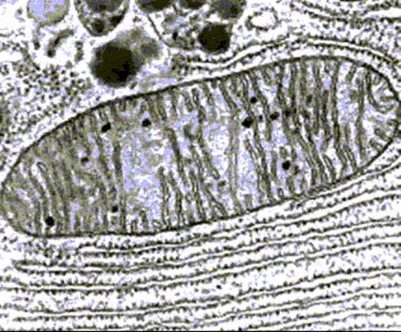 Παρατηρούνται τα μιτοχόνδρια