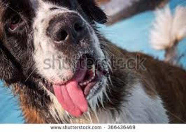 Chapter 7-Doppelkorn