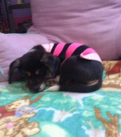 I got my puppy Lilly