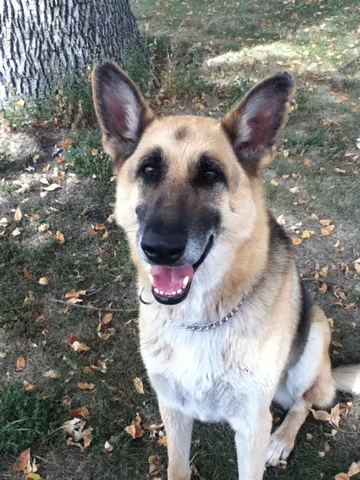 We had to put Ozzy down.