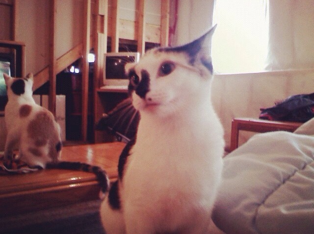 My Favorite Cat Died