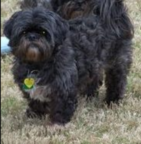 my second pet oliver