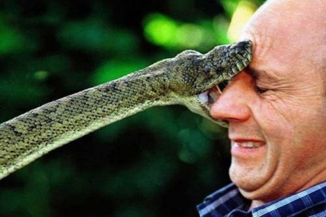 Snake attacks