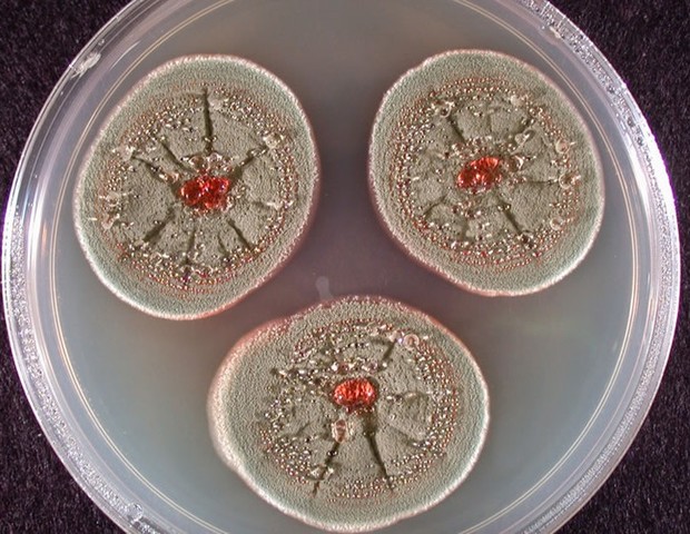 Descubrimiento de la penicilina