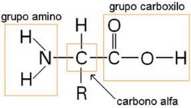 Estructura de las proteinas