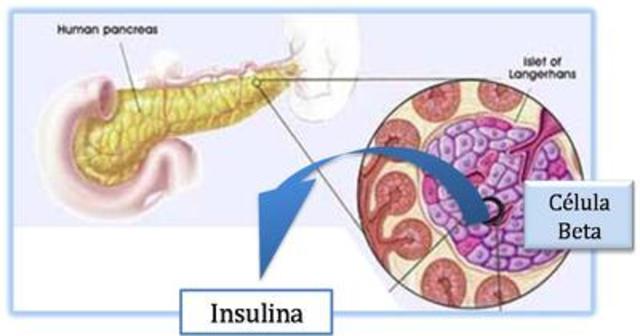 DESCUBRIMIENTO DE LA CÉLULA PRODUCTORA DE INSULINA