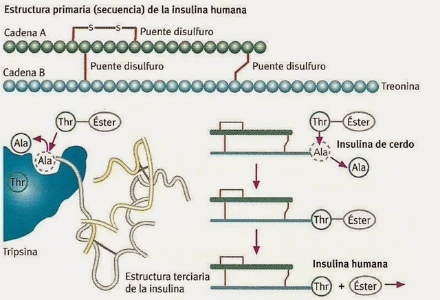POR FIN LA PRIMERA INSULINA HUMANIZADA