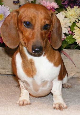 Para navidad yo adopte un perro y lo llame December