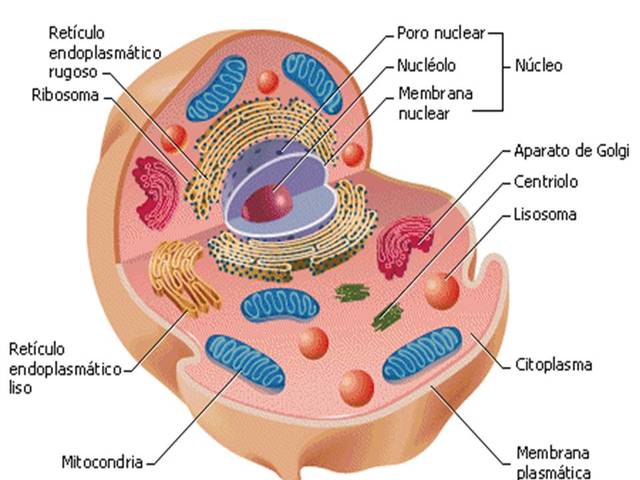 Formación de la celula