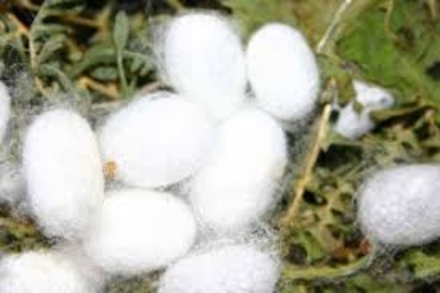 Descubrimiento de un polímero vegetal