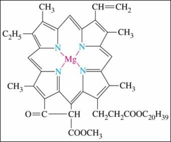 Richard Willstätter