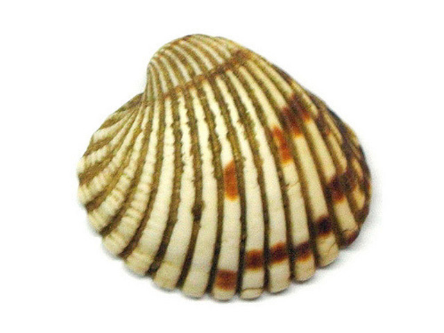 Composición de la cardita.