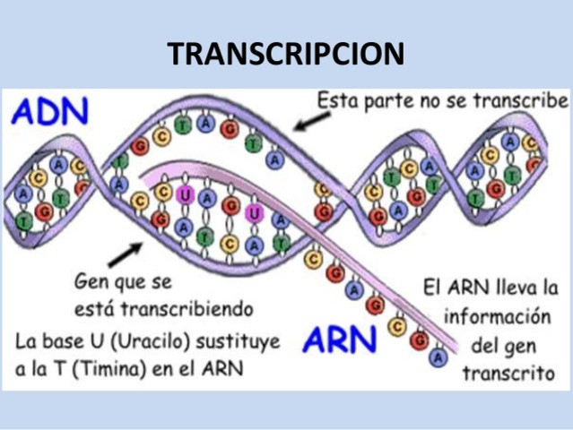Transcripción