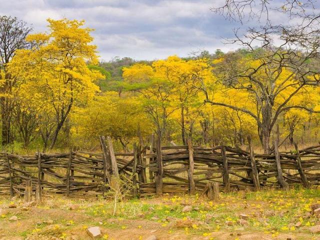 PRIMERA RESERVA DE LA BIOSFERA "BOSQUE MBARA CAYO"