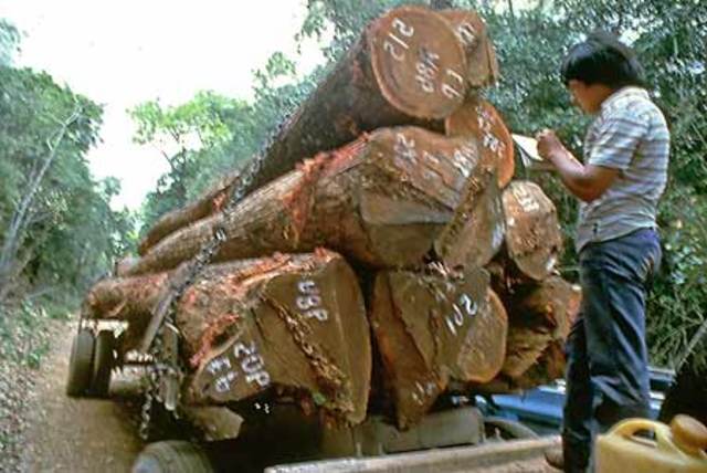 Convención internacional de maderas tropicales