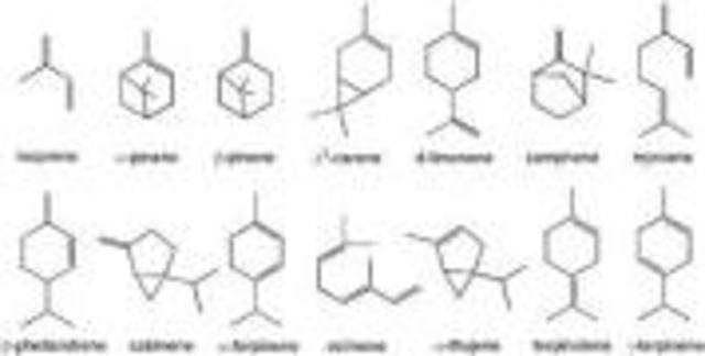 La estructura de los terpenos