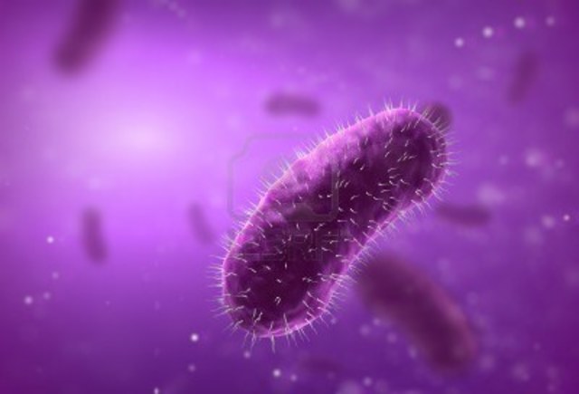 gérmenes estafilocócicos