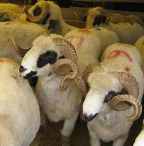 The Feast Of The Sacrifice (Turkey)