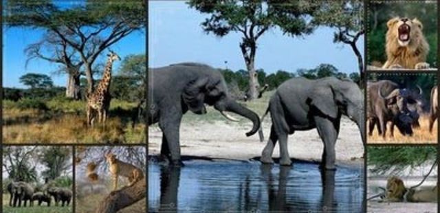 convención para la preservación de la vida salvaje en áfrica.