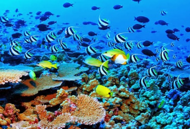 Convension sobre la conservación de los recursos marinos vivos antárticos.