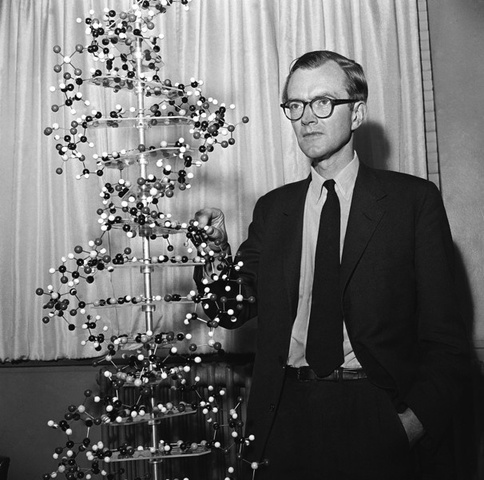 Maurice Wilkins (1916 - 2004)