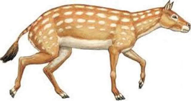 Eohippus