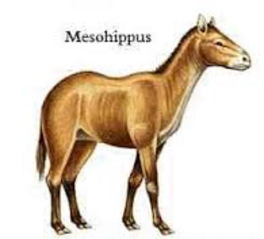 Mesohippus
