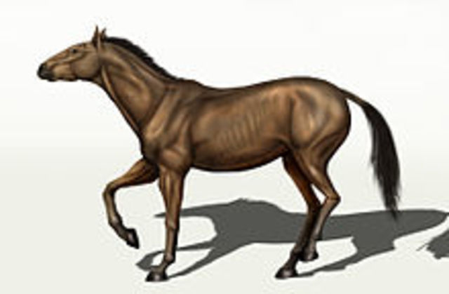 Equus