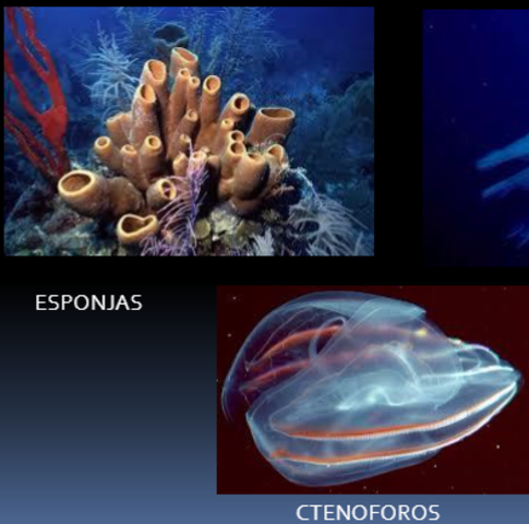 hace 635 millones de años