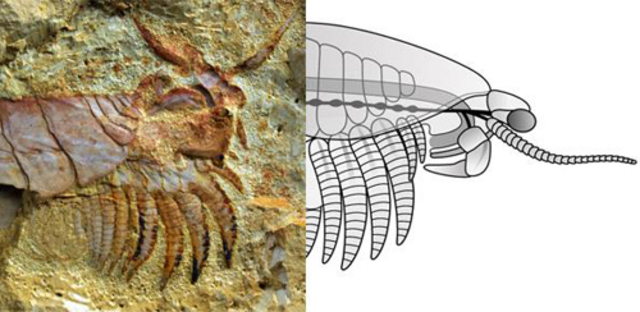 hace 520 millones de años