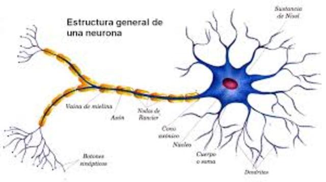 Neuronak, kromosomak eta biologia zelularra (Heinrich Wihelm)