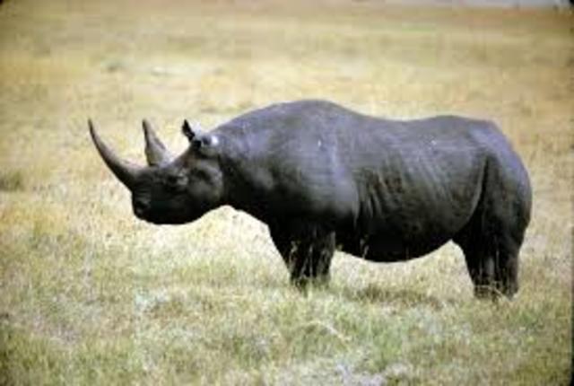 West African Rhino Extinct
