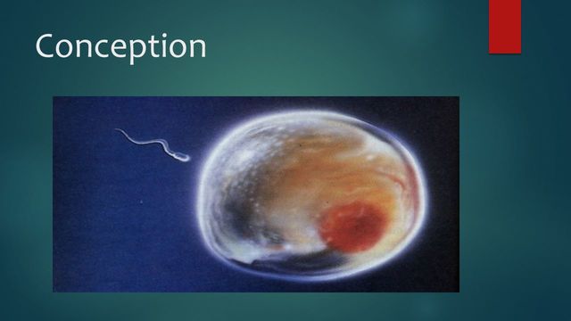 Baby Conception part