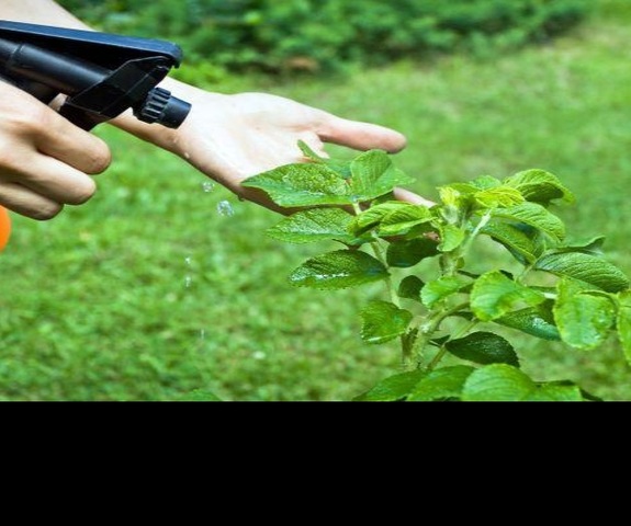 Convención para la protección de plantas