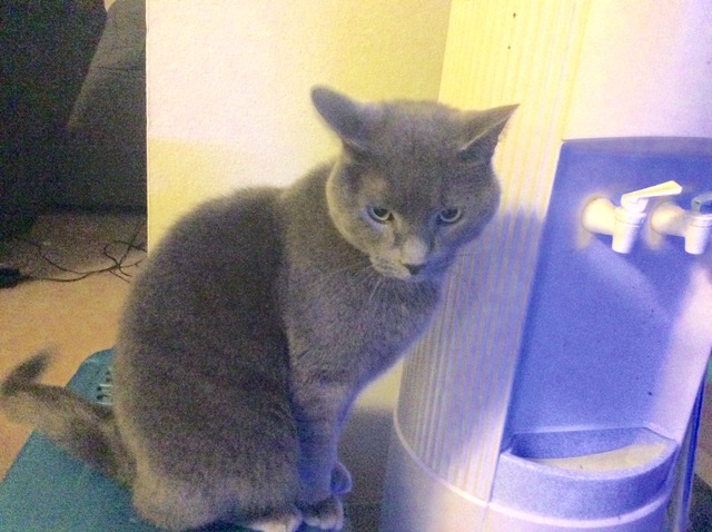 Adoption of my cat Beans