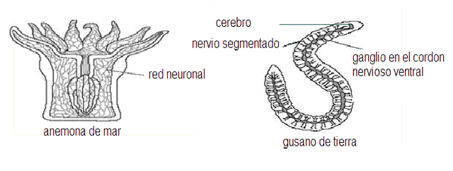 SURGIMIENTO DE LA NEURONA