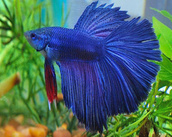 I got my first betta fish