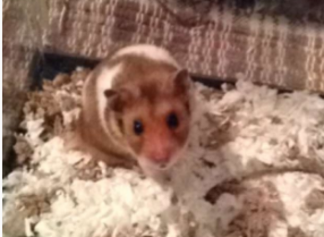 I got my second hamster