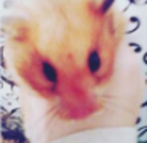 I got my first hamster