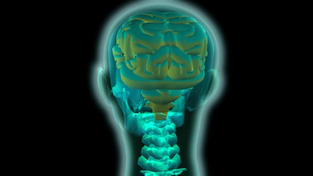 Organización Nerviosa. SN Central