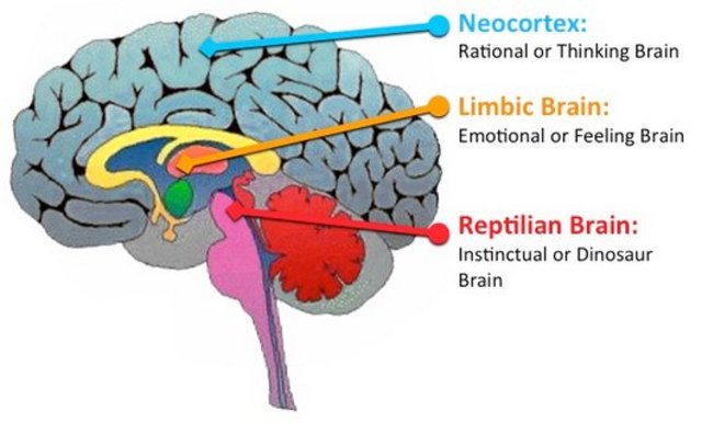 Surgimiento del Primer cerebro