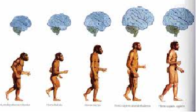 EVOLUCIÓN DEL CEREBRO