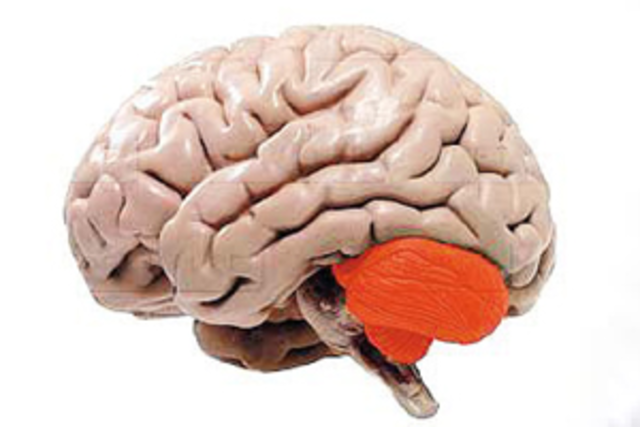 características del cerebro