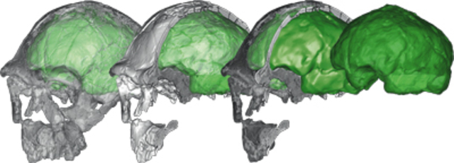 Caracacteristicas del cerebro de los Hominidos