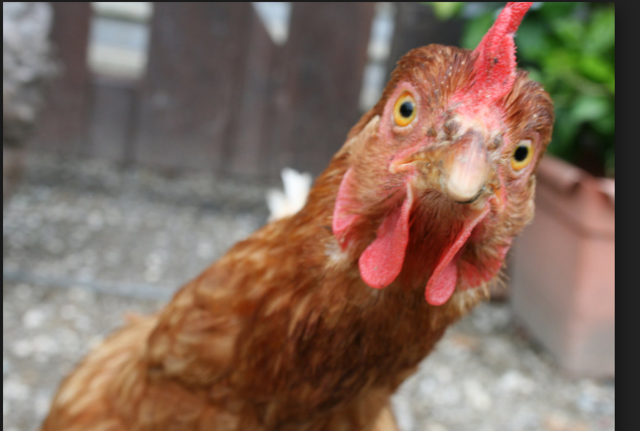 A Bunch Of New Chickens