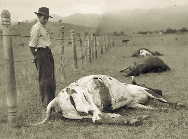 Brote de Fiebre Aftosa en México